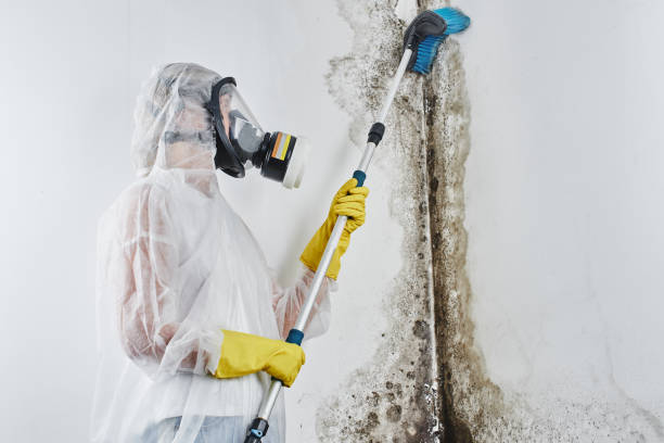 Best Mold Removal and Inspection  in USA